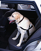 Dog on back seat of car strapped in with a seatbelt