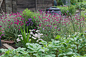 Lychnis growing on allotment by shed and compost bin