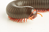 Tanzanian red-legged millipede