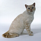 Cream point British shorthair cat