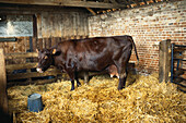 Brown dairy cow in cow shed with fresh straw on floor