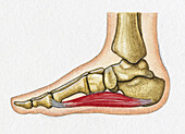 Foot bones and abductor muscle, illustration