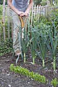 Harvesting leeks (Allium ampeloprasum)