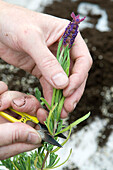 Cutting off lavender flower head using small secateurs