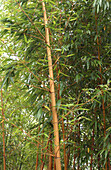 Chinese timber bamboo
