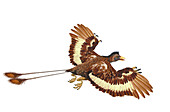 Confuciusornis pre-historic bird, illustration