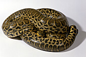 Paraguayan anaconda
