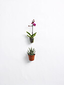 Miniature Phalaenopsis orchid and Fasciata 'Haworthia'
