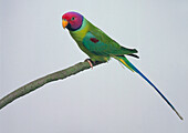 Plum-headed parakeet on a branch