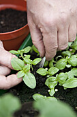 Basil, Sweet Genovese, pricking out seedlings in seed tray