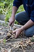 Harvesting banana shallot crops