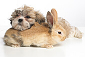 Young Dwarf Lop rabbit and Shih Tzu puppy resting together