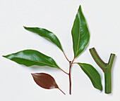 Camphor tree (Cinnamomum camphora) leaves and branch section
