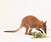 Red-necked wallaby with leaf in mouth