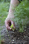 Hand weeding Foeniculum vulgare 'Victoria' hand weeding