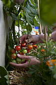 Harvesting ripe fruit cherry tomatoes (Solanum lycopersicum)