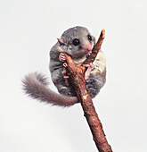 African dormouse clining to top end of a branch