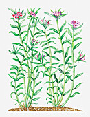 Purple gromwell (Lithospermum purporocaeruleum)