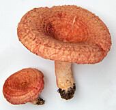 Woolly milk cap mushroom (Lactarius torminosus)