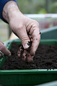 Sowing basil seed in seed trays by hand