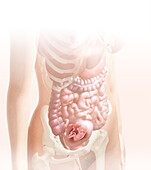 Foetus in the womb at 15 weeks, illustration
