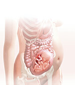 Foetus in the womb at 25 weeks, illustration