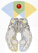 Brain's visual pathways, illustration
