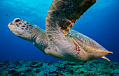 Green turtle with red algae growth