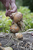 Onion (Allium 'Ailsa Craig') crop