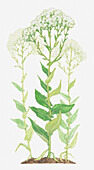 Hoary cress (Cardaria draba) flowers, illustration