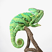 Veiled chameleon