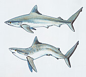 Shark displaying threatening behaviour, illustration