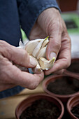Dividing garlic bulbs before planting