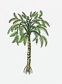 Seed fern (Paripteris sp.), illustration