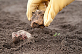 Hand in gardening glove holding a stone over soil