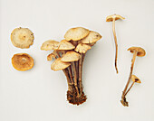 Tufted tough shank mushrooms