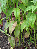 Fungal leaf spot on Monarda plant
