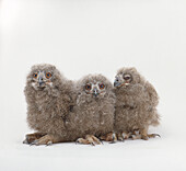 Three owlets