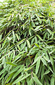 Fargesia utilis bamboo clump