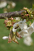 Bee on sweet cherry 'Merton Glory' blossom