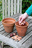 Preparing to plant horse chestnut seed