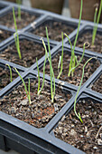 Shallot seedlings growing in a module tray