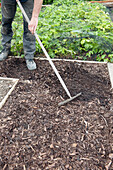 Using rake to cover path with top layer of wood chips