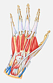 Deep muscles within human hand, illustration