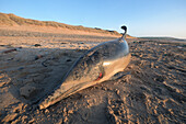 Dead short-beaked common dolphin washed ashore