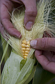 Checking ripeness of the sweetcorn crop