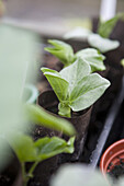 Broad bean seedlings growing in biodegradable tubes