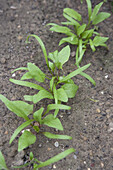 Direct sown seedlings of Swiss chard in a vegetable bed