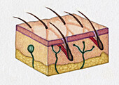 Small section of skin with sensory nerves, illustration