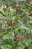 Runner bean (Phaseolus coccineus) flowers and leaves
